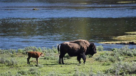 Yellowstone rangers forced to kill bison calf after man 'disturbed' it